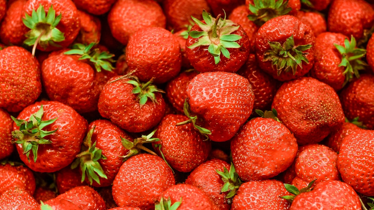 Coltivare Fragole in Idroponica: Guida Completa dell'Agronomo per Raccolti Tutto l'Anno