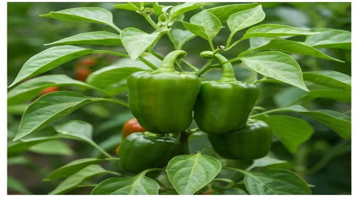 Peperoncino carolina reaper coltivare - Guida Completa 2025