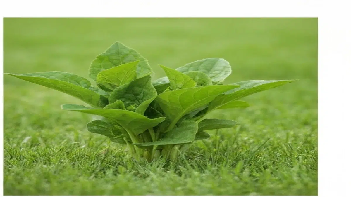 Fertilizzante radicante talee - Guida Completa 2025