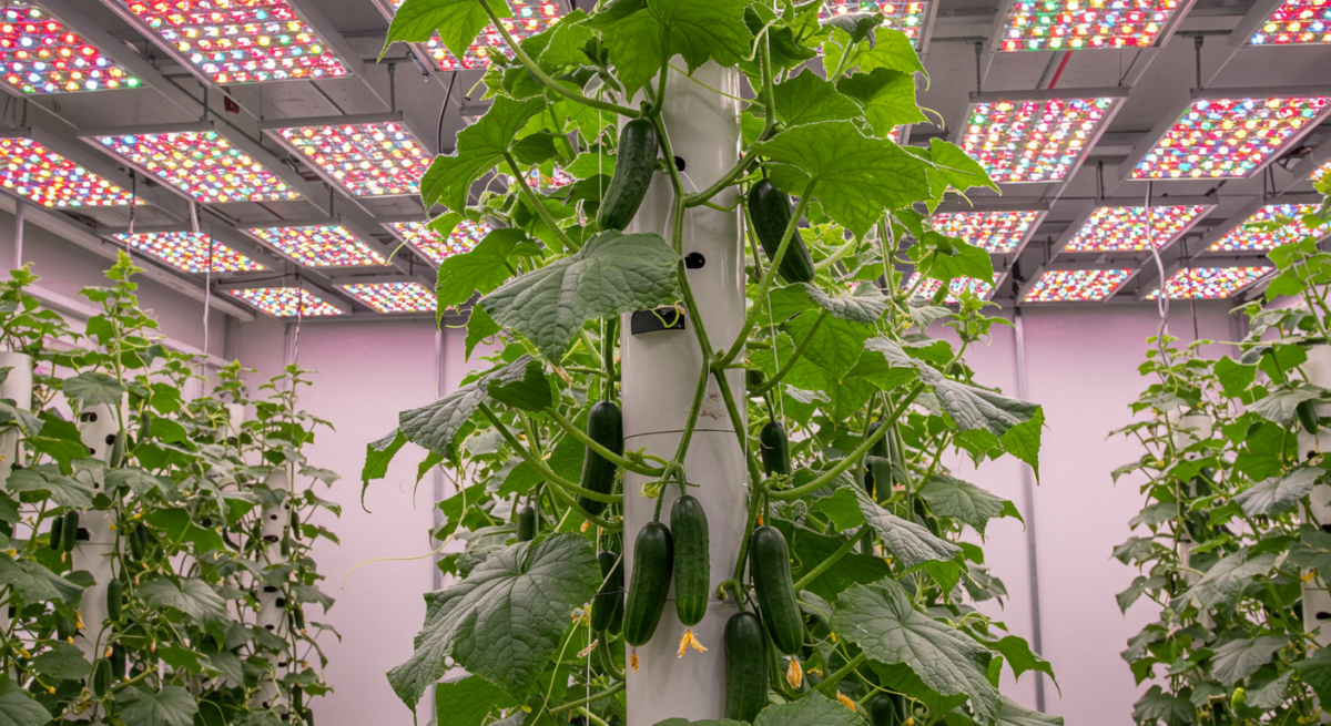 Coltivare Cetrioli Indoor: Sistema Idroponico per Produzioni Abbondanti